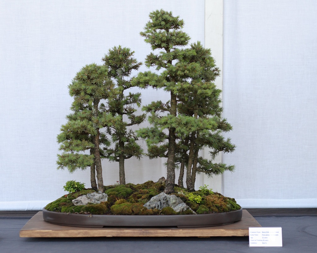 https://jardinageinterieur.files.wordpress.com/2014/07/bonsai-interieur.jpg